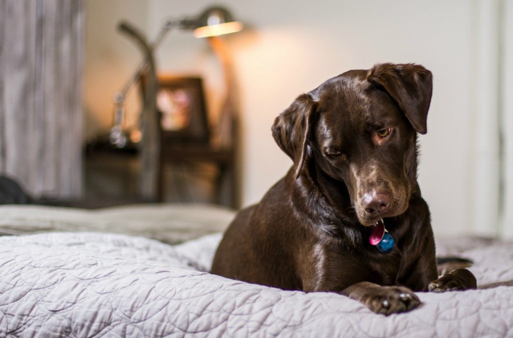 a chocolate lab dog sits on a bed, pondering the best vacation rental cleaning services in Summit County, CO