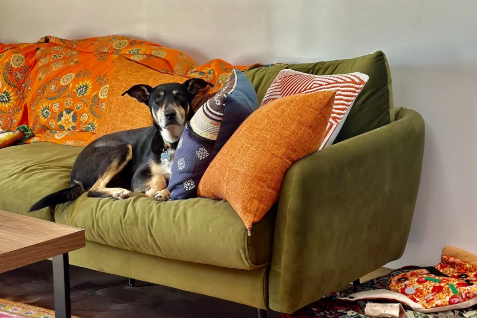 A dog lounging on a green velvet sofa in a Summit County home, illustrating the need for professional upholstery cleaning for pet owners.